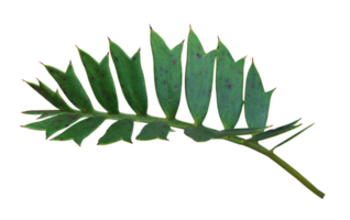 green palm leaf isolated on transparent background png file