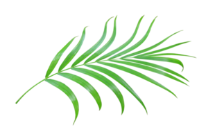 green palm leaf isolated on transparent background png file