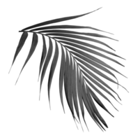leaf of palm tree on transparent background png file