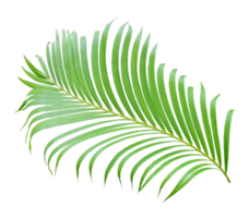 green leaf of palm tree on transparent background png file