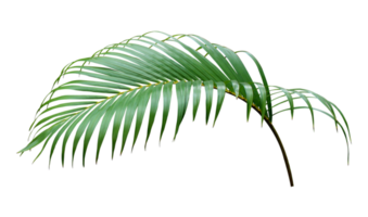 green leaf of palm tree on transparent background png file