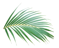 green leaf of palm tree on transparent background png file
