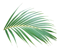 grünes blatt der palme auf transparentem hintergrund png-datei png