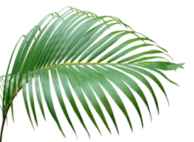 tropical frond green palm leaf tree on transparent background png file