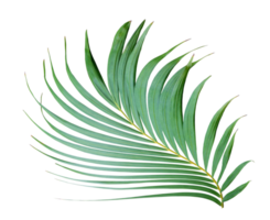 tropical frond green palm leaf tree on transparent background png file