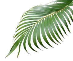 feuille de palmier vert fronde tropicale sur fond transparent fichier png