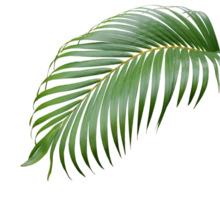 Feuille de palmier vert tropical isolé sur fond blanc png