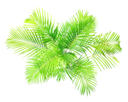 top view bush palm leaves tree on transparent background png file