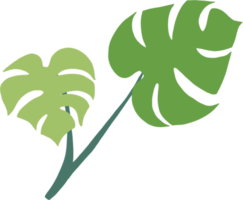 Simplicity monstera plant freehand drawing flat design. png