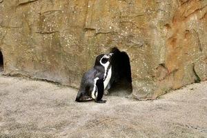 pingüino solo entrando a casa en el safari del parque zoológico foto