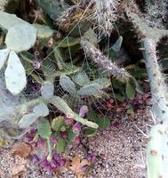 Spider web on a winter morning photo