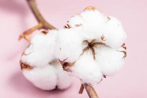 ripe bolls with cottonwool close up on pink photo