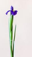 blue iris flower with pink vertical background photo