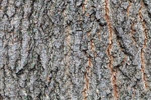 grooved bark on old trunk of ashleaf maple tree photo