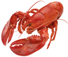 Cooked red lobster isolated on white background with clipping path, full depth of field png