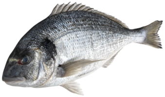 frischer Dorado-Fisch isoliert auf weißem Hintergrund mit Beschneidungspfad png