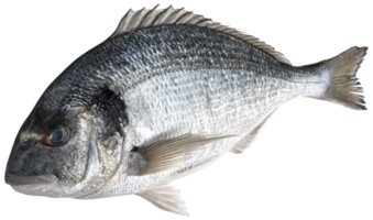 Pescado dorado fresco aislado sobre fondo blanco con trazado de recorte png