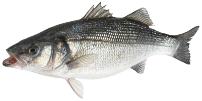 lubina cruda, pescado fresco de lubina aislado en fondo blanco con camino de recorte png