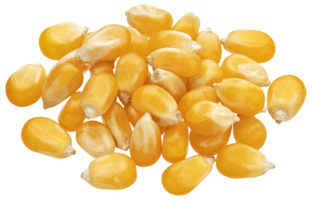 Heap of raw corn grains isolated on white background, dry yellow sweetcorn kernels, top view png