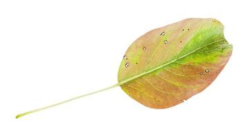 yellowing green fallen leaf of pear tree isolated photo