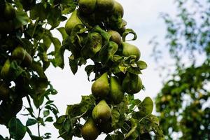 Pears Plantage in the old land next to Hamburg photo