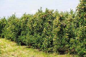 Apple tree in the old country next to Hamburg photo