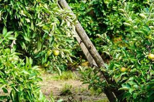 Apple tree in the old country next to Hamburg photo