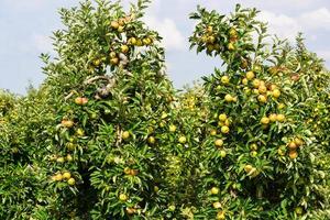 Apple tree in the old country next to Hamburg photo