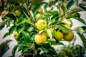 Apple tree in the old country next to Hamburg photo