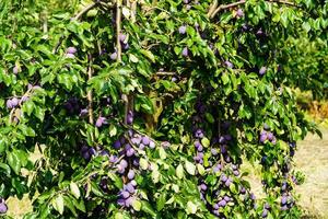 plum - prunus domestica in the Old Land next to Hamburg photo