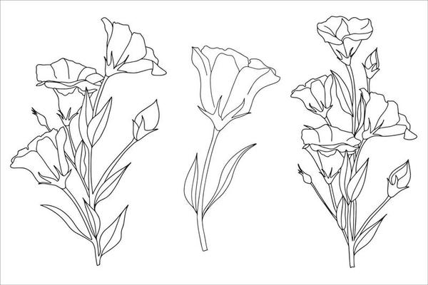 set of eustoma, lisianthus, tulip flowers in doodle style, illustration for coloring book, coloring pages.ai