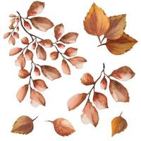 set of dead leaves on a branch, autumn dry leaves watercolor illustration vector