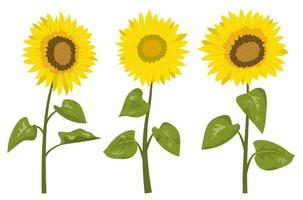 Cute summer sunflowers with leaves. Vector illustration. Isolated on white background. Design for banner, wallpaper.