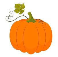 Pumpkin with leaves. Vector illustration.