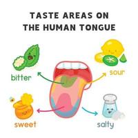 áreas de sabor en el gráfico de diagrama de la lengua humana en el tema científico kawaii doodle vector cartoon