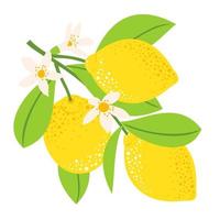 Three lemons on a branch with flowers vector