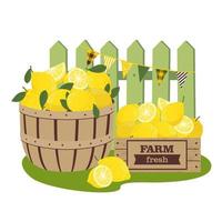 Lemon harvest. A lemon basket and a wooden box at the green fence. vector