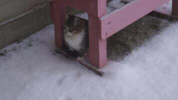 Snowfall and kitten video