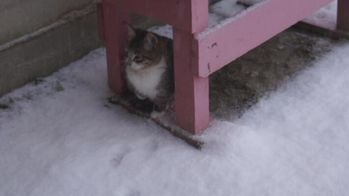 雪花影片