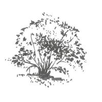 Hand-drawn bush. Rrealistic image in shades of gray, sketch painted with ink brush vector