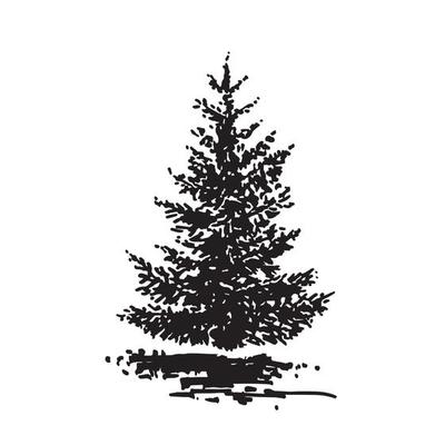 Hand-drawn tree, fir. Black and white realistic image, sketch painted with ink brush.