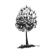 Hand-drawn tree, sweet chestnut. Black and white realistic image, sketch painted with ink brush. vector