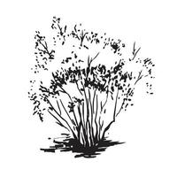 Hand-drawn bush. Black and white realistic image, sketch painted with ink brush vector