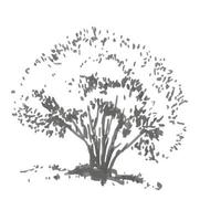 Hand-drawn bush. Rrealistic image in shades of gray, sketch painted with ink brush vector