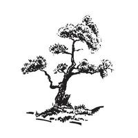 Hand-drawn tree, pine. Black and white realistic image, sketch painted with ink brush. vector