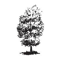 Hand-drawn tree, linden. Black and white realistic image, sketch painted with ink brush. vector