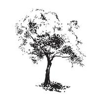 Hand-drawn aple tree. Black and white realistic image, sketch painted with ink brush. vector