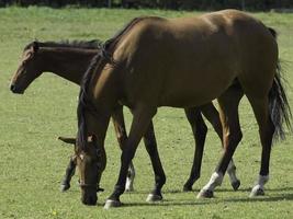 Horses in westphalia photo