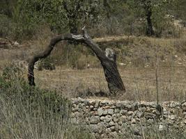 the island of Ibiza in spain photo