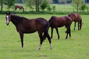 Horses and foals in germany photo